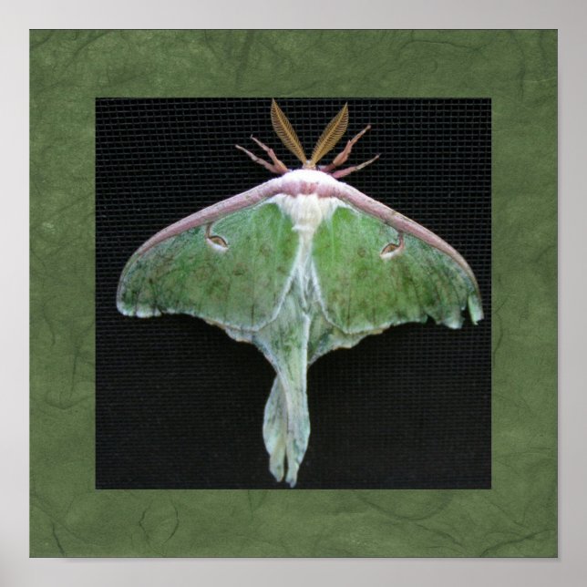 Póster Imagen de Luna Moth (Frente)