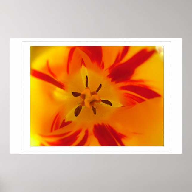 Póster Imagen de macro de tulipán rojo amarilla (Frente)