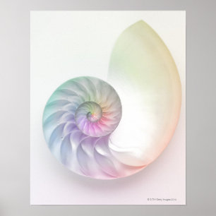 Póster Imagen de nátilus de color artístico
