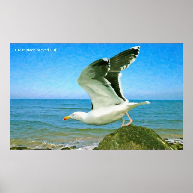 Póster Imagen de pájaro para Poster (Frente)