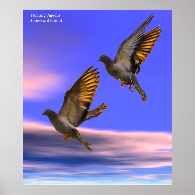 Póster Imagen de paloma de casa para Poster (Frente)