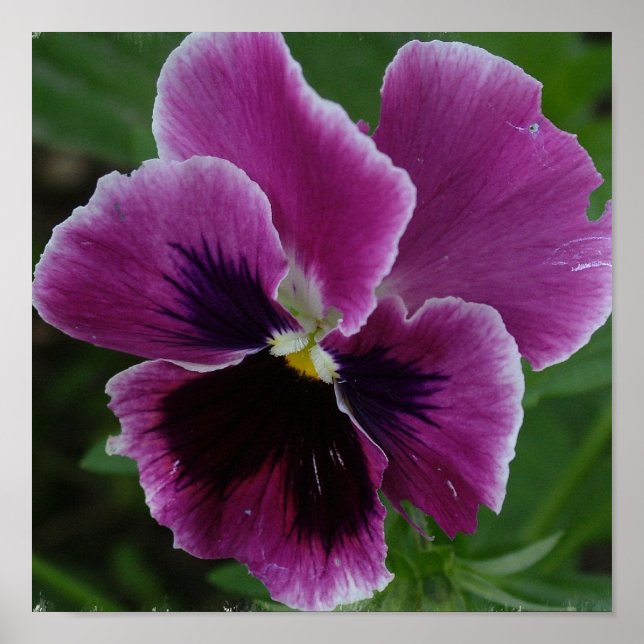 Póster Imagen de Pansy (Frente)