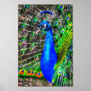 Póster Imagen de Peacock