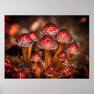 Póster Imagen de pequeños hongos silvestres en la pared d