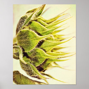 Póster Imagen de perfil de girasol