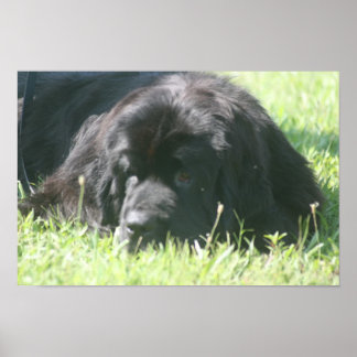 Póster Imagen de perro de Terranova