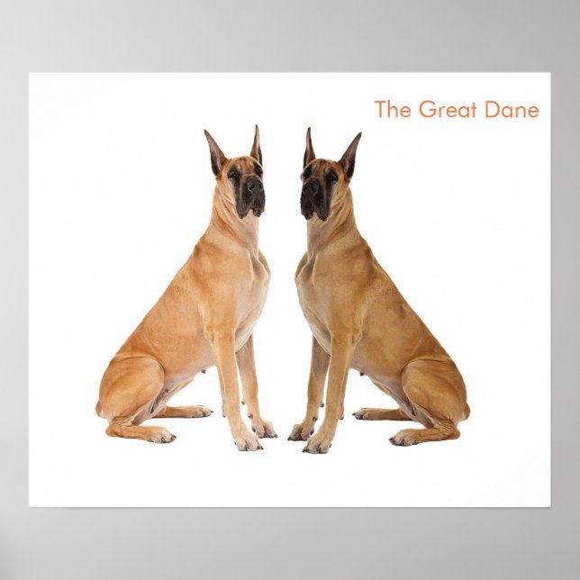 Póster Imagen de perro para Poster (Frente)