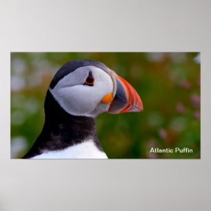 Póster Imagen de Puffin para Poster