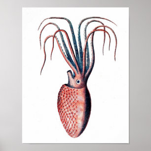 Póster Imagen de pulpo No. 4 Cephalopod Sea Creature Art