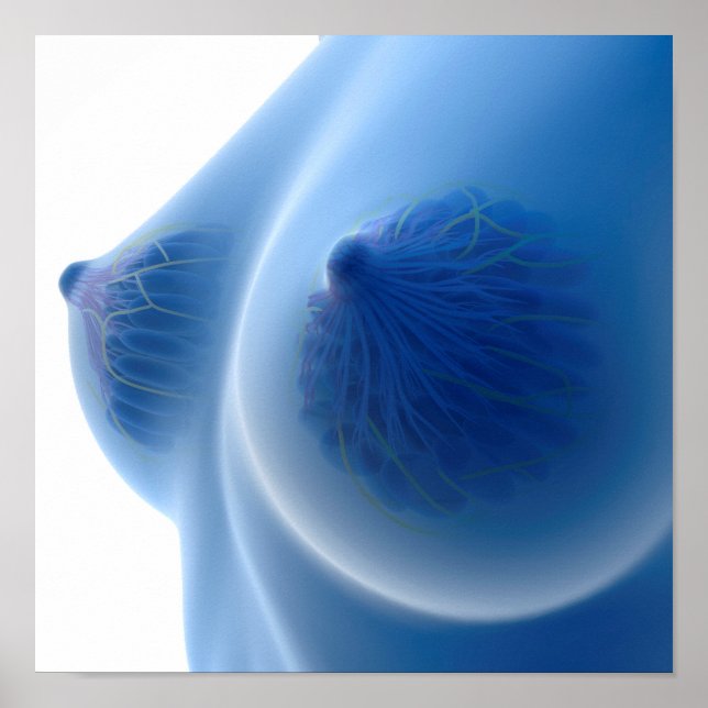 Póster Imagen De Rayos X De La Anatomía Materna Femenina (Frente)