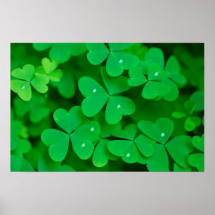 Póster Imagen de Shamrock para poster