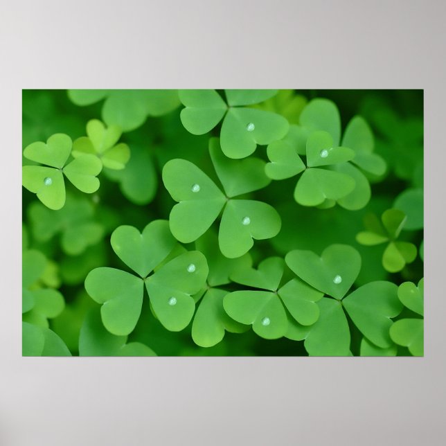 Póster Imagen de Shamrock para poster (Frente)