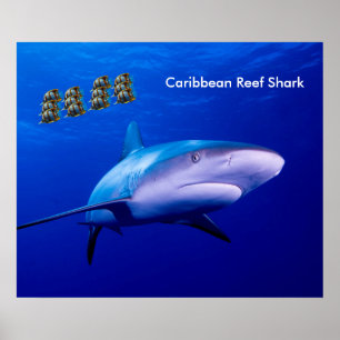 Póster Imagen de tiburón para poster