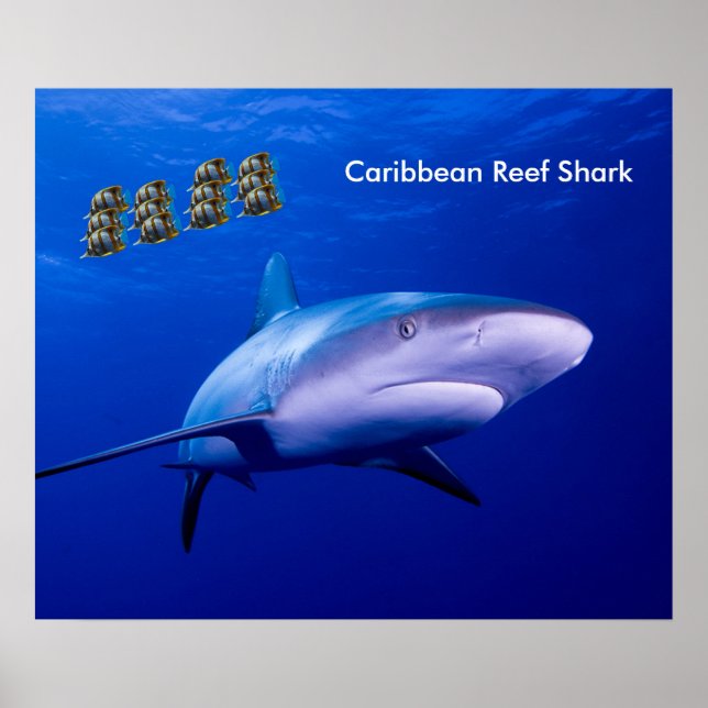 Póster Imagen de tiburón para poster (Frente)
