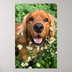 Póster Imagen de tu perro aquí
