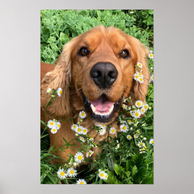 Póster Imagen de tu perro aquí (Frente)