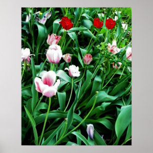 Póster Imagen de tulipanes rojos y rosados