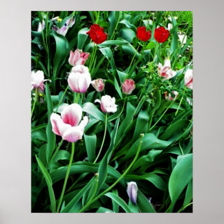 Póster Imagen de tulipanes rojos y rosados
