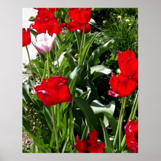 Póster Imagen de tulipanes rojos y rosados