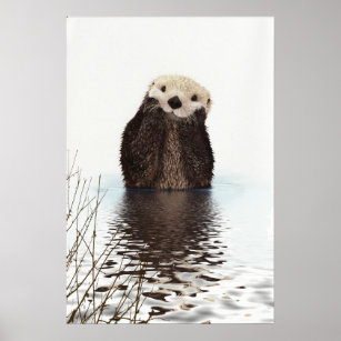 Póster Imagen de vida silvestre Cute Otter