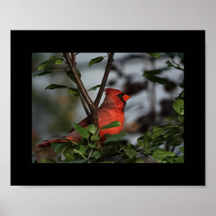 Póster Imagen del cardenal 8x10