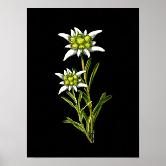 Póster Imagen elegante de Edelweiss