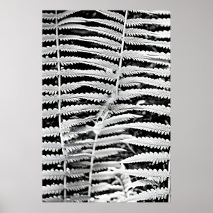 Póster Imagen en blanco y negro del helecho forestal