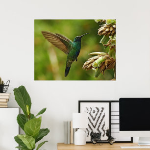 Póster Imagen enmarcada de Hummingbird