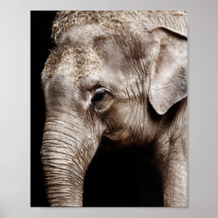 Póster Imagen fotográfica de elefante