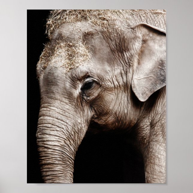 Póster Imagen fotográfica de elefante (Frente)