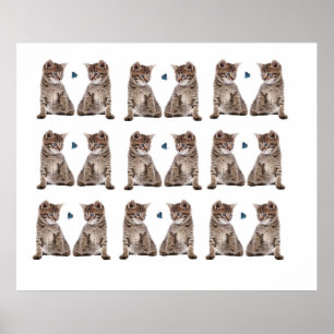 Póster Imagen gatita para Poster