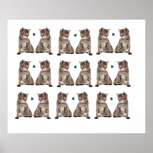 Póster Imagen gatita para Poster (Frente)