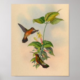Póster Imagen impresa de Hermit Hummingbird en 1861