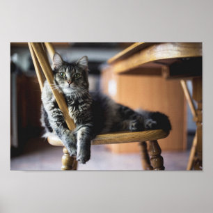 Póster Imagen impresa de un gato envuelto en madera