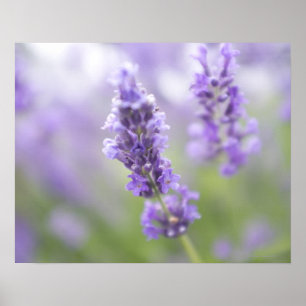 Póster Imagen macra de las flores de la lavanda con muy