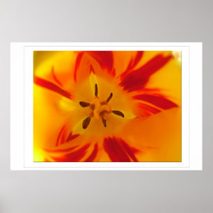 Póster Imagen macro de tulipán amarillo y rojo