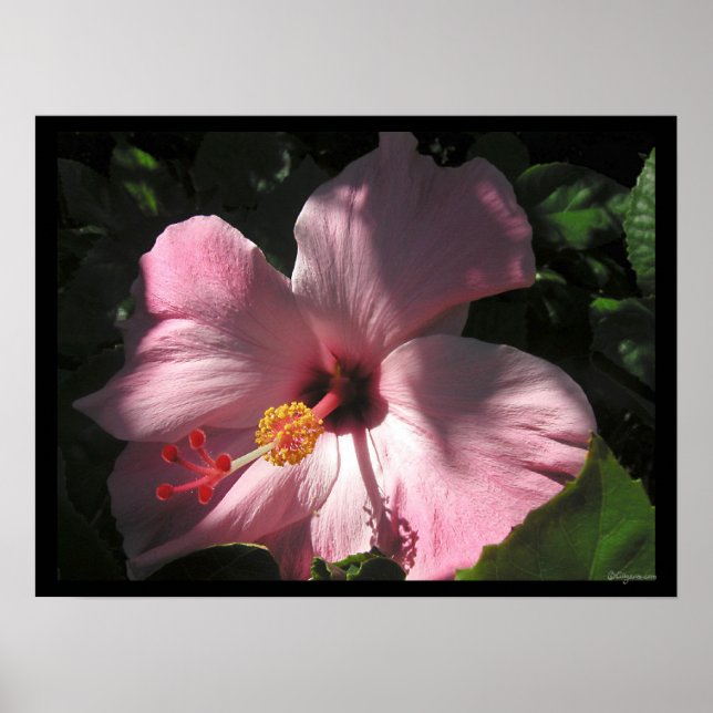 Póster Imagen Poster de Hi Hibiscus Luscious Shadows (Frente)