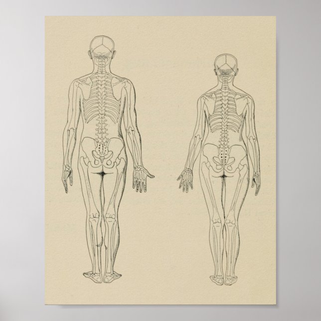 Póster Imagen posterior del esqueleto humano masculino de (Frente)