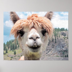 Póster Imagen sonriente linda de la foto de la alpaca