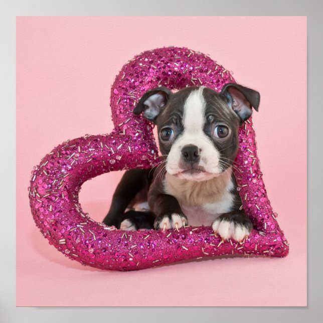 Póster Imágenes de Getty | Amor de los cachorros (Frente)