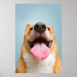 Póster Imágenes de Getty   Corgi Muy Feliz
