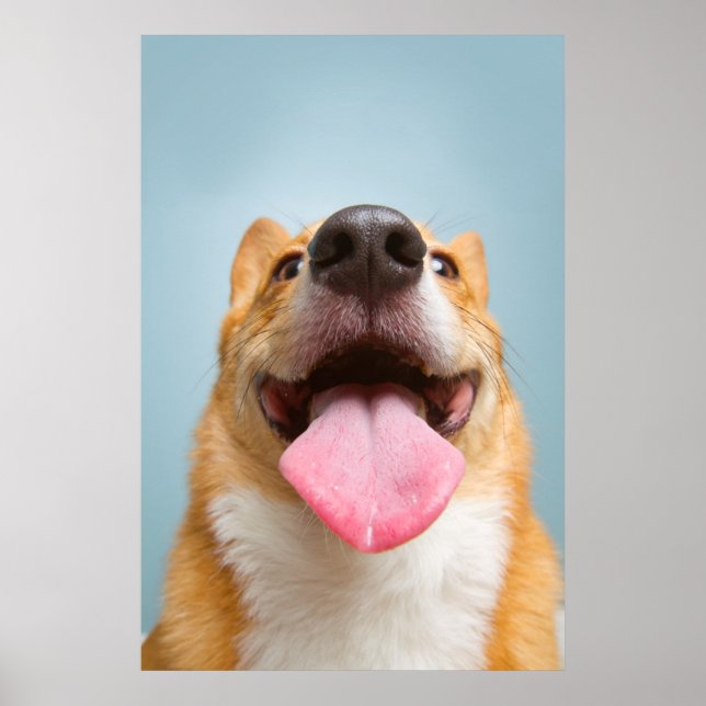 Póster Imágenes de Getty | Corgi Muy Feliz (Frente)