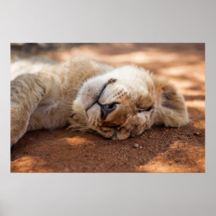 Póster Imágenes de Getty   Cubo de león durmiente