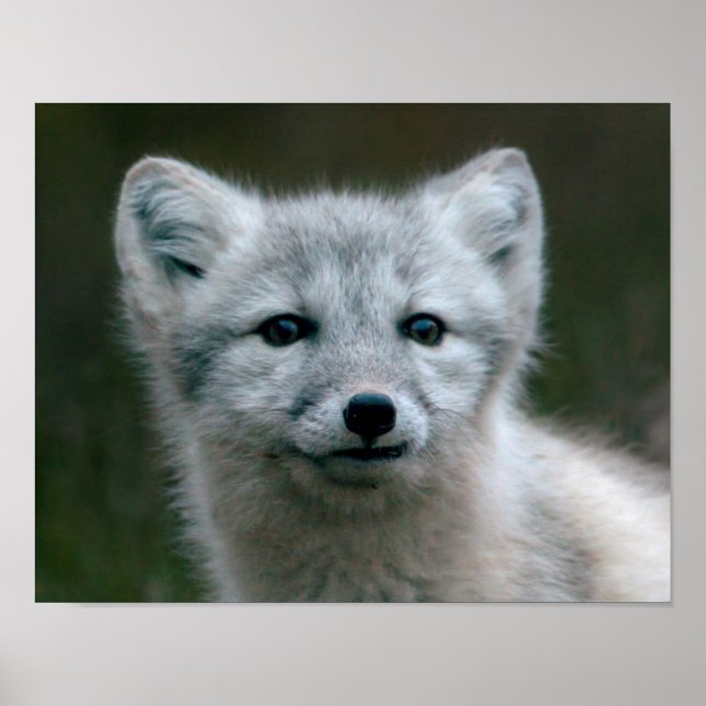 Póster Imágenes de Getty | Kit de Fox Ártico (Frente)