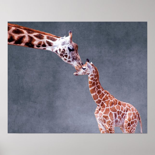 Póster Imágenes de Getty | Madre y bebé Giraffe (Frente)