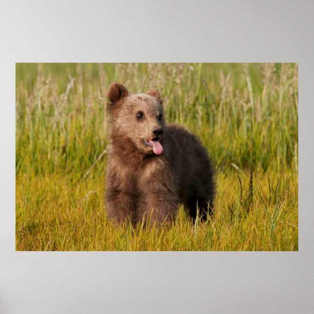 Póster Imágenes de Getty | Oso bebé divertido (Frente)