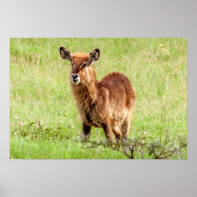 Póster Imágenes de Getty | Young Brown Antelope Waterbuck (Frente)