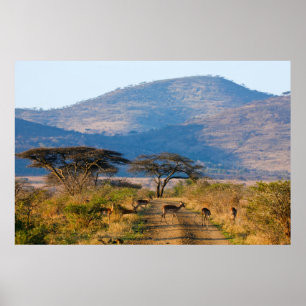 Póster Impala (Aepyceros Melampus), Hluhluwe-Umfolozi