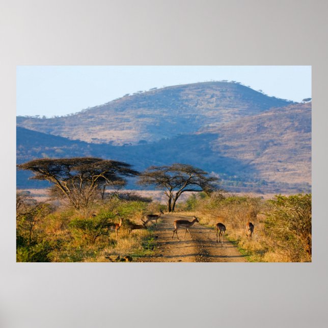 Póster Impala (Aepyceros Melampus), Hluhluwe-Umfolozi (Frente)