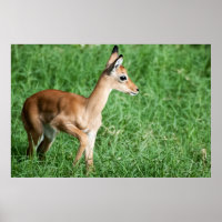 Impala bebé en hierba verde